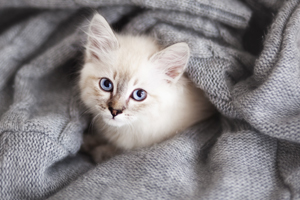 Veterinarian in Tawas City, MI - About Us