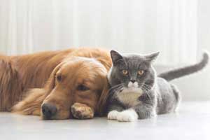 Veterinarian in Tawas City, MI - Our Services